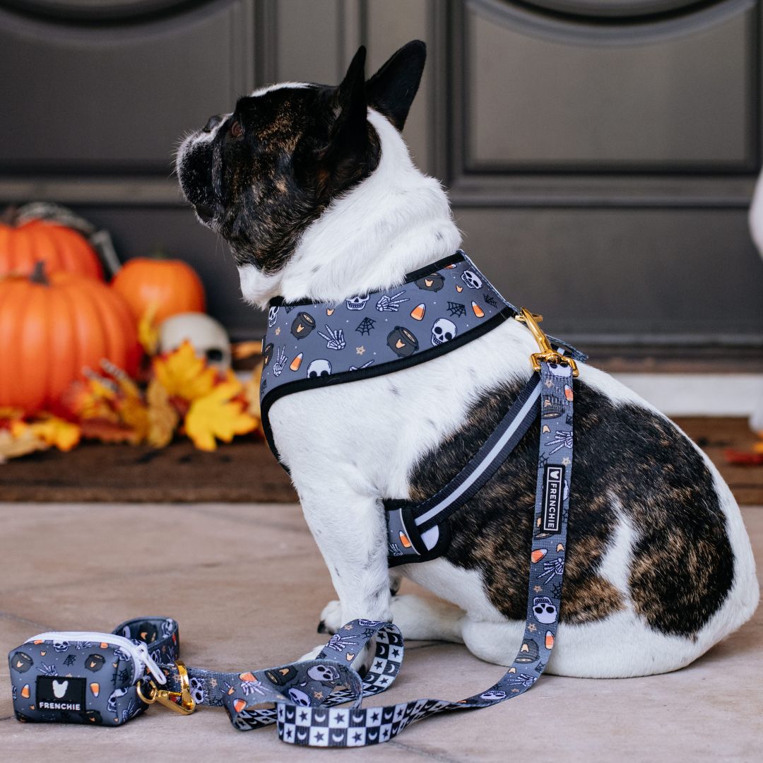 Black Magic Comfort Leash (Pets)